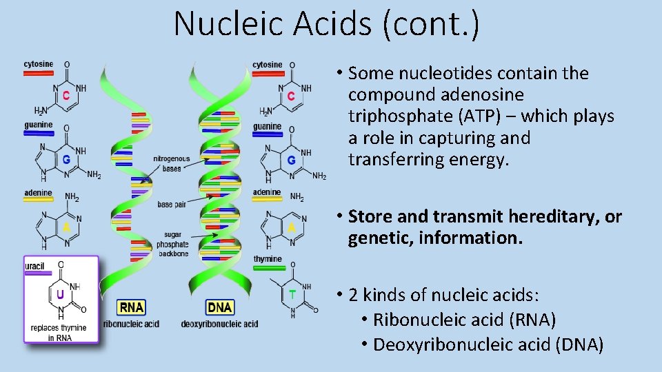Nucleic Acids (cont. ) • Some nucleotides contain the compound adenosine triphosphate (ATP) –