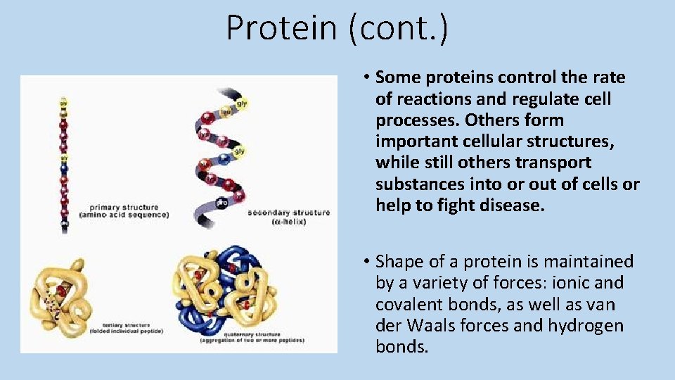 Protein (cont. ) • Some proteins control the rate of reactions and regulate cell