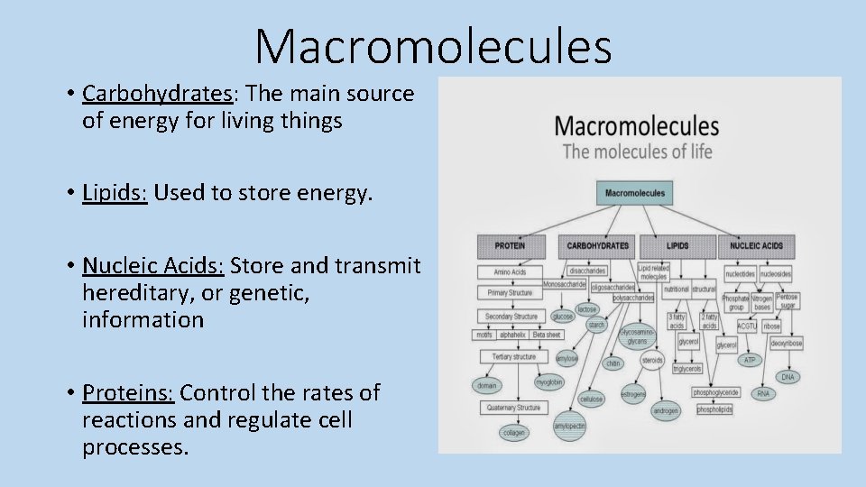 Macromolecules • Carbohydrates: The main source of energy for living things • Lipids: Used