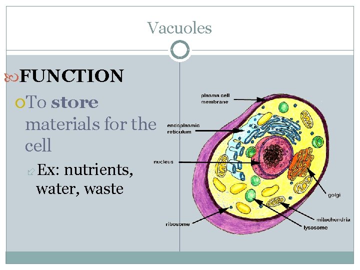 Vacuoles FUNCTION To store materials for the cell Ex: nutrients, water, waste 