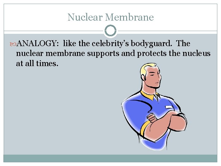 Nuclear Membrane ANALOGY: like the celebrity’s bodyguard. The nuclear membrane supports and protects the