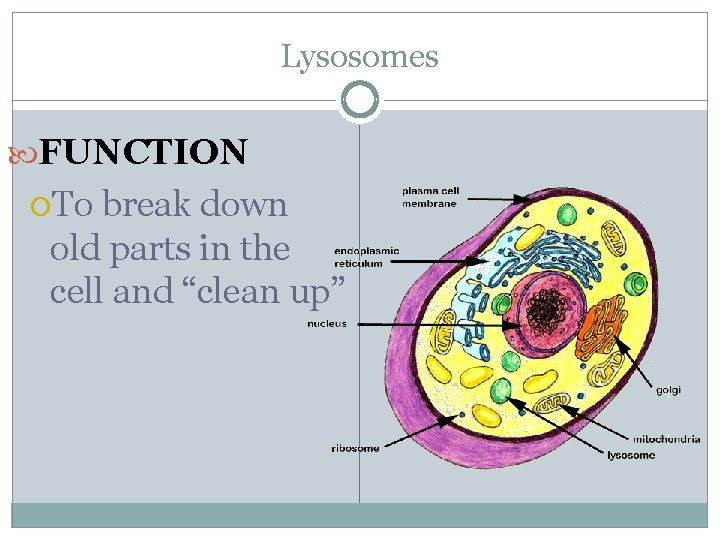 Lysosomes FUNCTION To break down old parts in the cell and “clean up” 