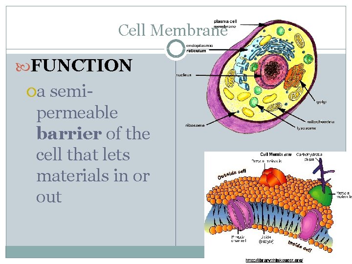 Cell Membrane FUNCTION a semipermeable barrier of the cell that lets materials in or