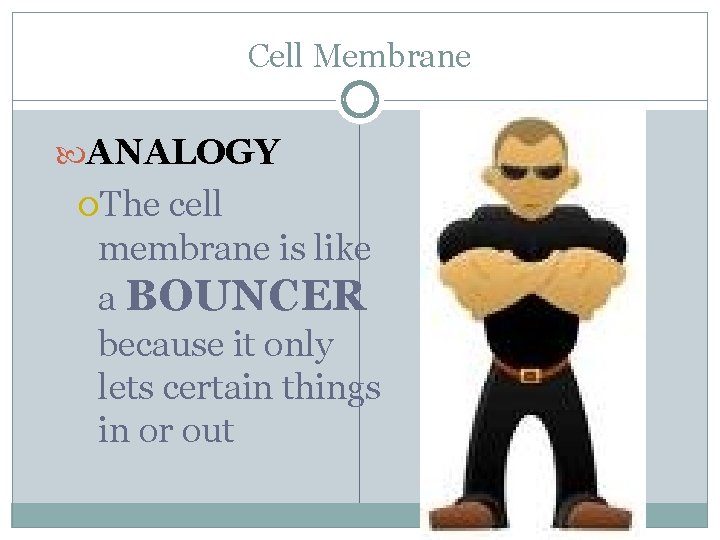 Cell Membrane ANALOGY The cell membrane is like a BOUNCER because it only lets