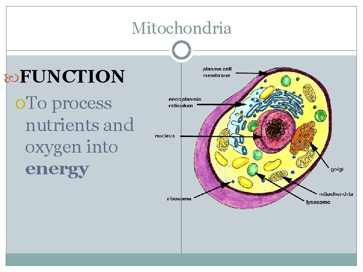 Mitochondria FUNCTION To process nutrients and oxygen into energy 