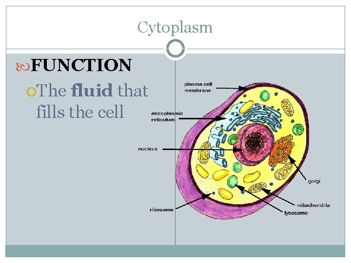 Cytoplasm FUNCTION The fluid that fills the cell 