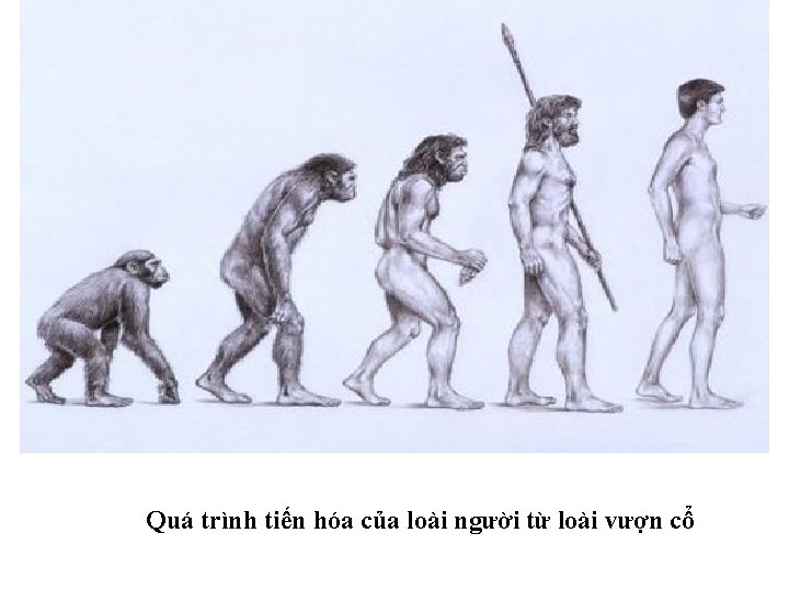 Quá trình tiến hóa của loài người từ loài vượn cổ 
