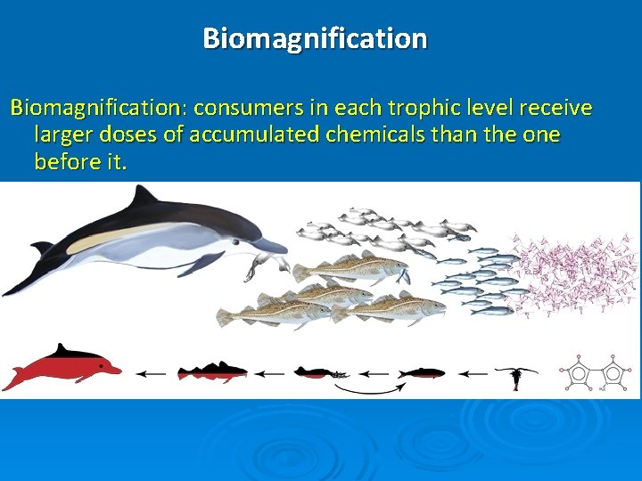 Biomagnification: consumers in each trophic level receive larger doses of accumulated chemicals than the