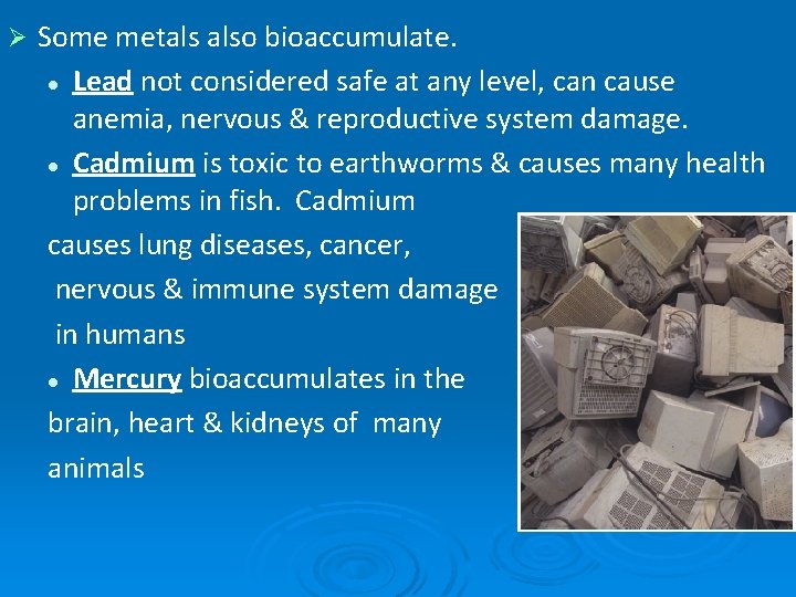 Ø Some metals also bioaccumulate. l Lead not considered safe at any level, can