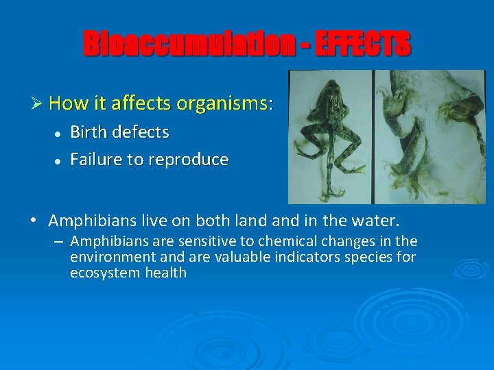 Bioaccumulation - EFFECTS Ø How it affects organisms: l l Birth defects Failure to