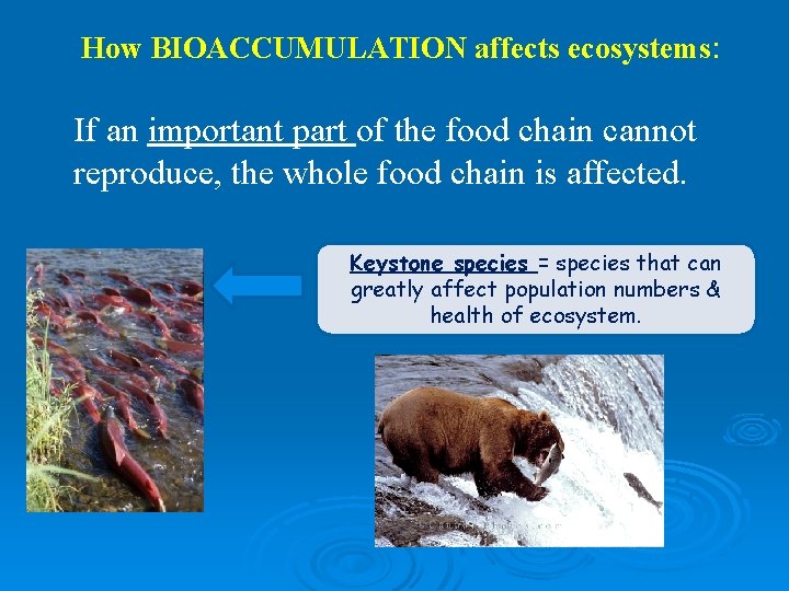 How BIOACCUMULATION affects ecosystems: If an important part of the food chain cannot reproduce,