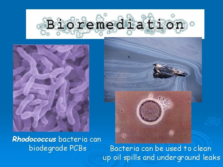 Rhodococcus bacteria can biodegrade PCBs Bacteria can be used to clean up oil spills