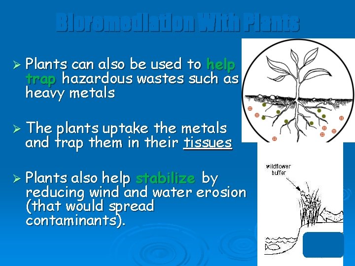 Bioremediation With Plants Ø Plants can also be used to help trap hazardous wastes
