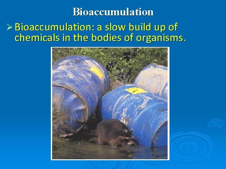 Bioaccumulation Ø Bioaccumulation: a slow build up of chemicals in the bodies of organisms.