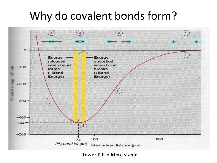 Why do covalent bonds form? Lower P. E. = More stable 