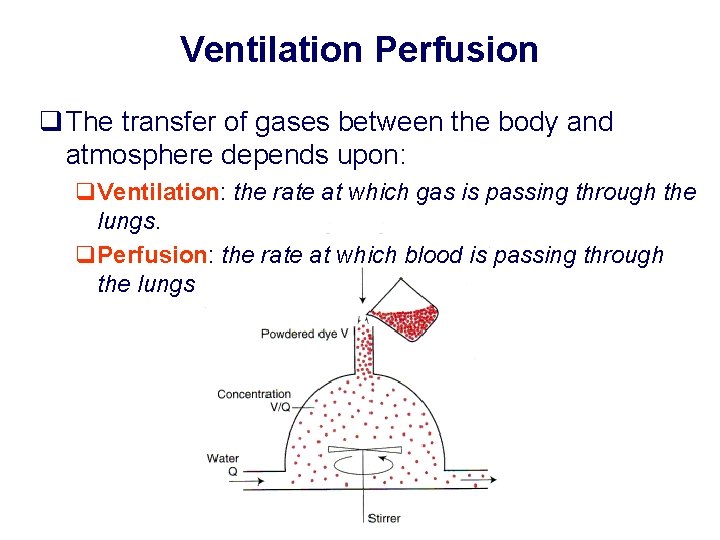 Ventilation Perfusion q The transfer of gases between the body and atmosphere depends upon: