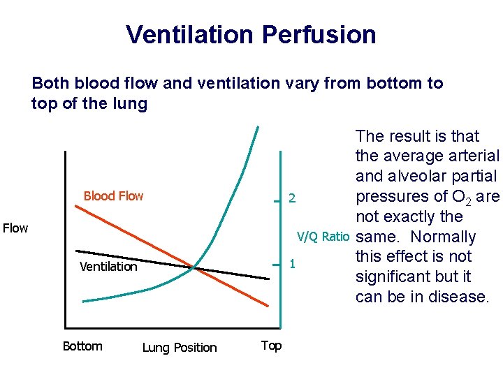 Ventilation Perfusion Both blood flow and ventilation vary from bottom to top of the