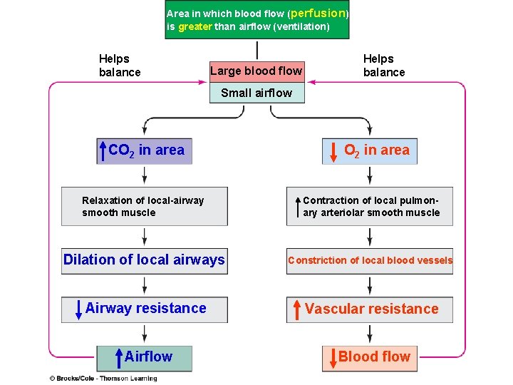 Area in which blood flow (perfusion) is greater than airflow (ventilation) Helps balance Large