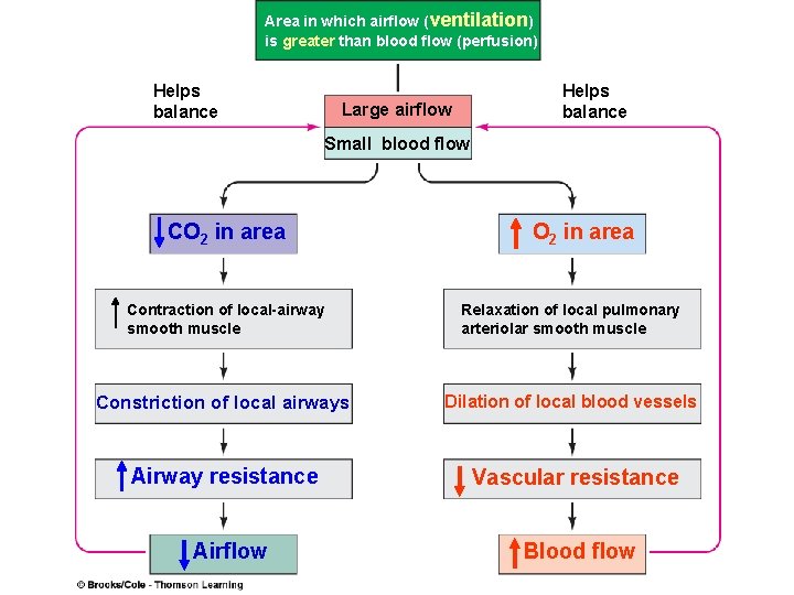 Area in which airflow (ventilation) is greater than blood flow (perfusion) Helps balance Large