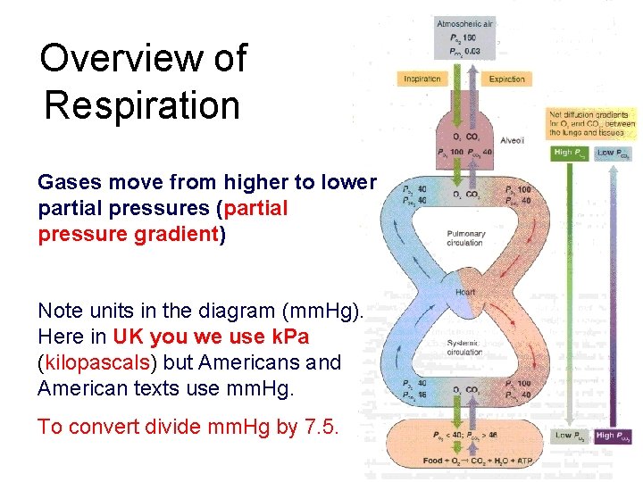 Overview of Respiration Gases move from higher to lower partial pressures (partial pressure gradient)