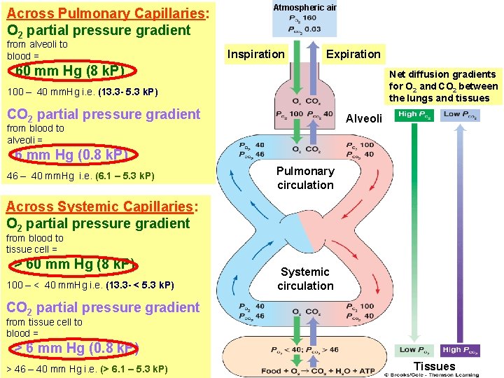 Across Pulmonary Capillaries: O 2 partial pressure gradient from alveoli to blood = Atmospheric