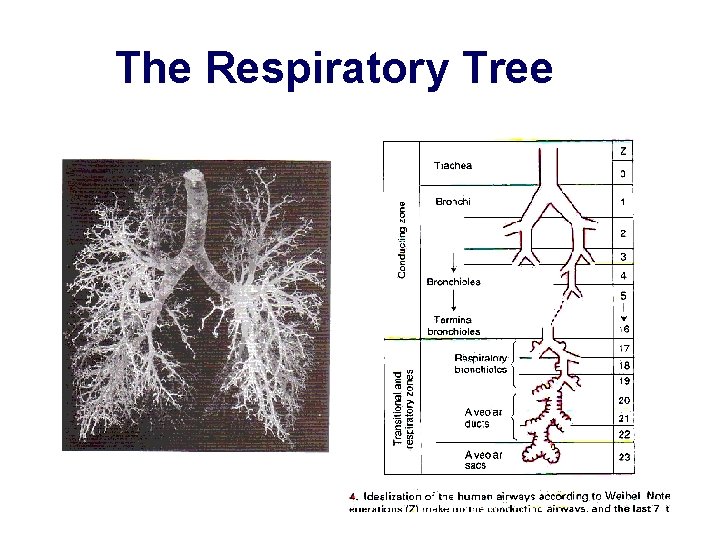 The Respiratory Tree 