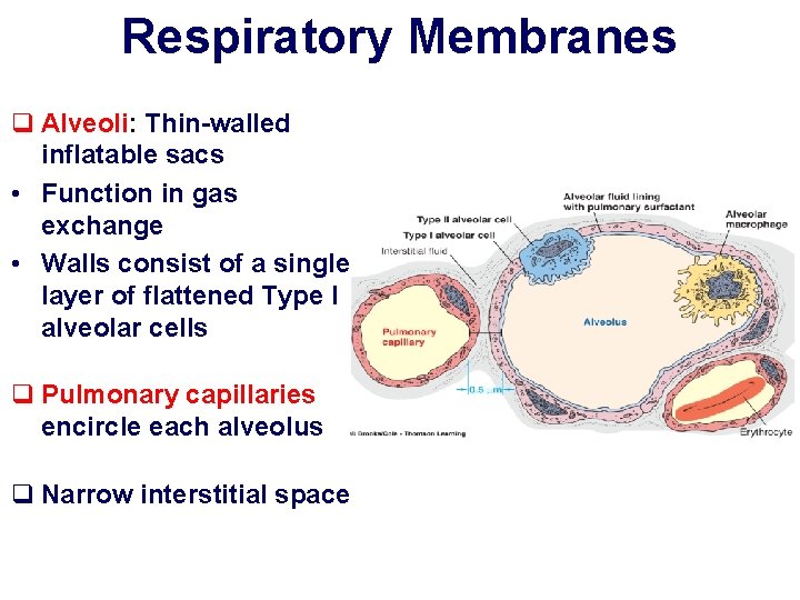 Respiratory Membranes q Alveoli: Thin-walled inflatable sacs • Function in gas exchange • Walls