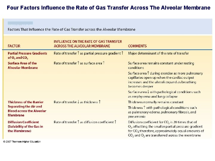 Four Factors Influence the Rate of Gas Transfer Across The Alveolar Membrane 