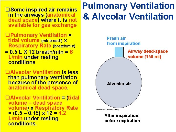 q. Some inspired air remains in the airways (anatomical dead space) where it is