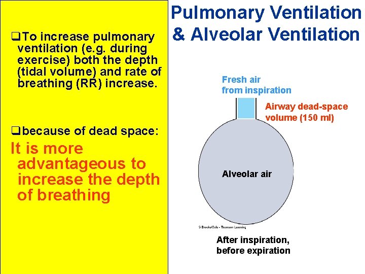 q. To increase pulmonary ventilation (e. g. during exercise) both the depth (tidal volume)