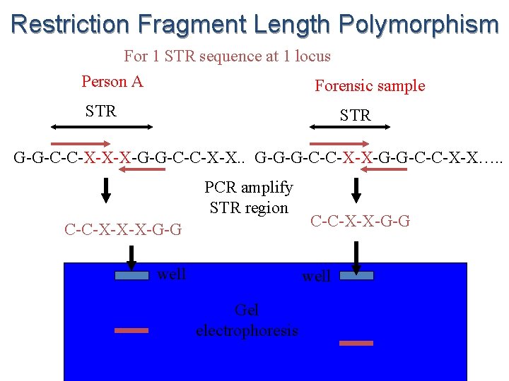Restriction Fragment Length Polymorphism For 1 STR sequence at 1 locus Person A Forensic