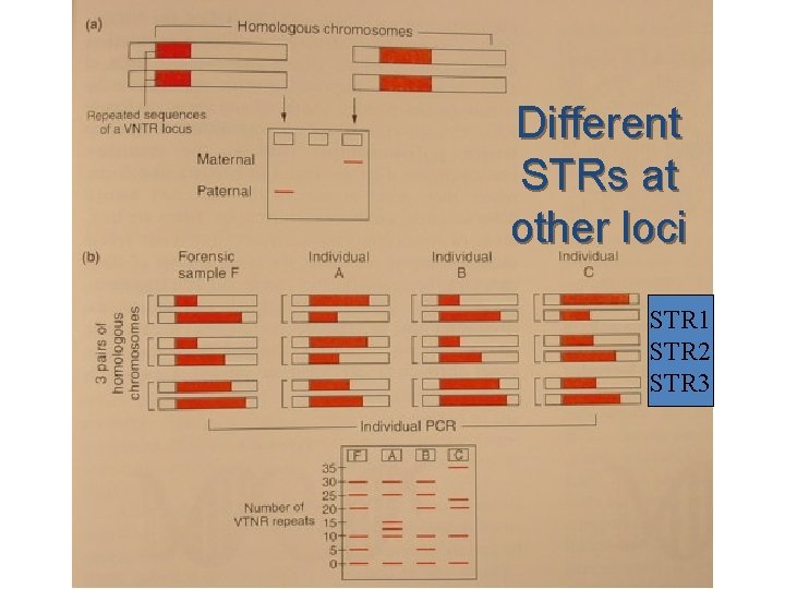 Different STRs at other loci STR 1 STR 2 STR 3 