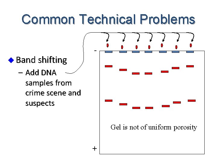 Common Technical Problems u Band shifting - – Add DNA samples from crime scene