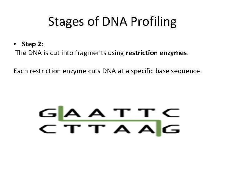Stages of DNA Profiling • Step 2: The DNA is cut into fragments using