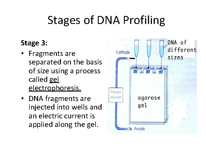 Stages of DNA Profiling Stage 3: • Fragments are separated on the basis of