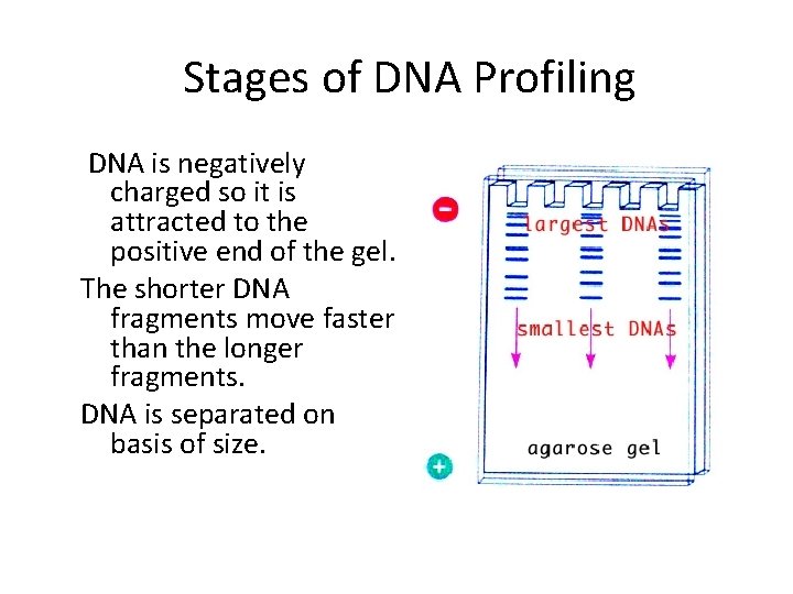 Stages of DNA Profiling DNA is negatively charged so it is attracted to the
