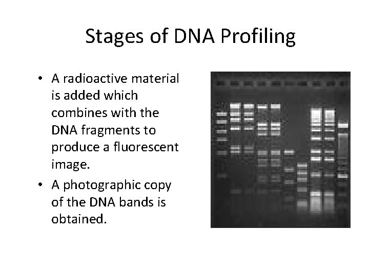 Stages of DNA Profiling • A radioactive material is added which combines with the