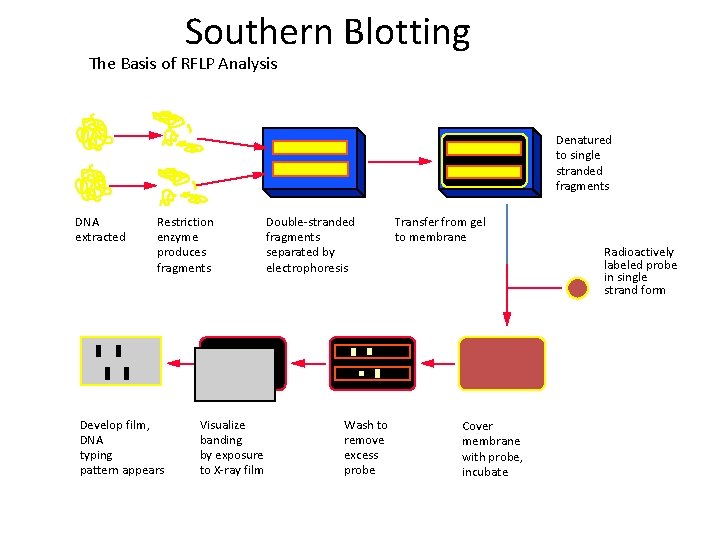 Southern Blotting The Basis of RFLP Analysis Denatured to single stranded fragments DNA extracted