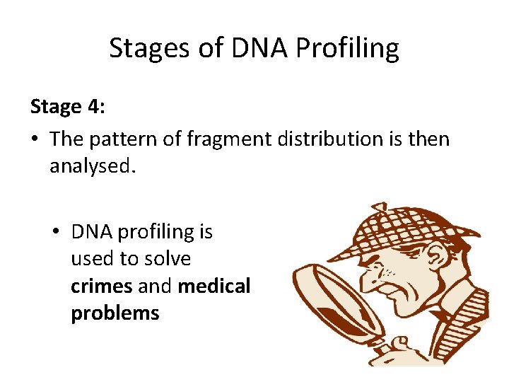 Stages of DNA Profiling Stage 4: • The pattern of fragment distribution is then
