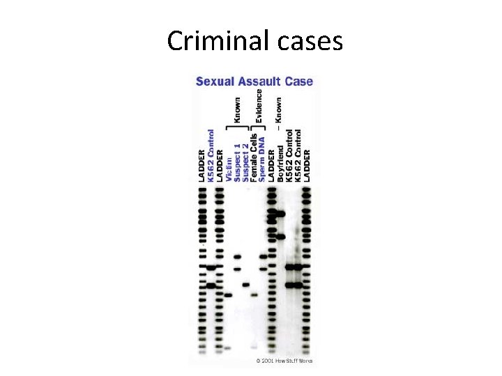 Criminal cases 