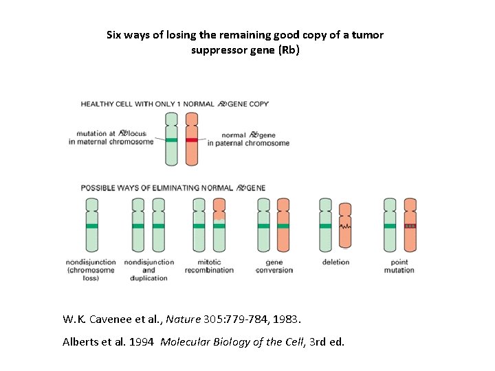 Six ways of losing the remaining good copy of a tumor suppressor gene (Rb)