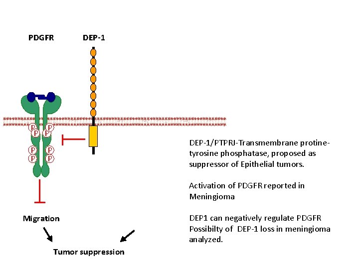PDGFR DEP-1 P P P DEP-1/PTPRJ-Transmembrane protinetyrosine phosphatase, proposed as suppressor of Epithelial tumors.