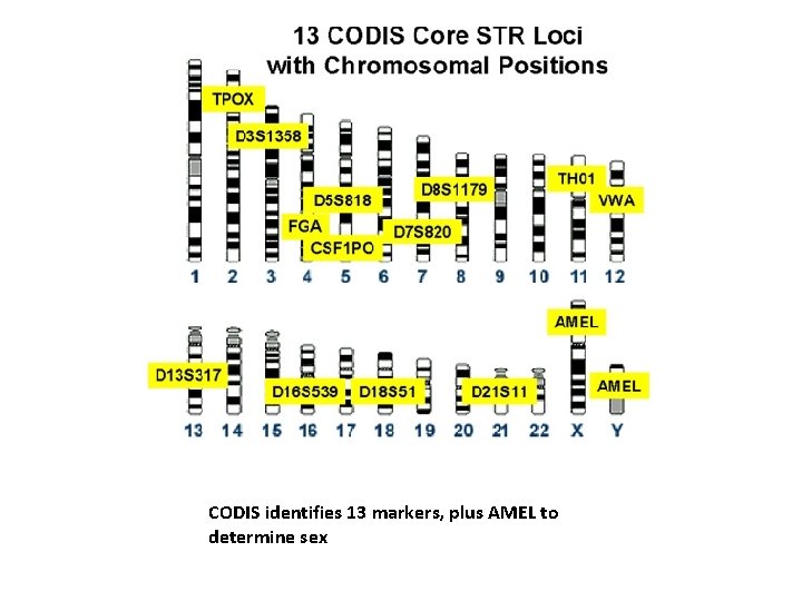 CODIS identifies 13 markers, plus AMEL to determine sex 