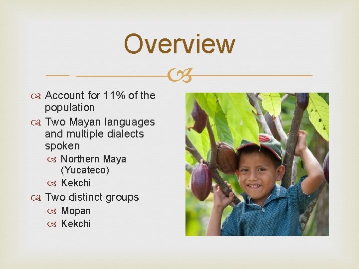 Overview Account for 11% of the population Two Mayan languages and multiple dialects spoken