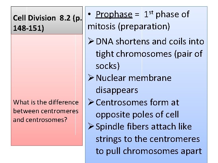 st phase of • Prophase = 1 Cell Division 8. 2 (p. mitosis (preparation)