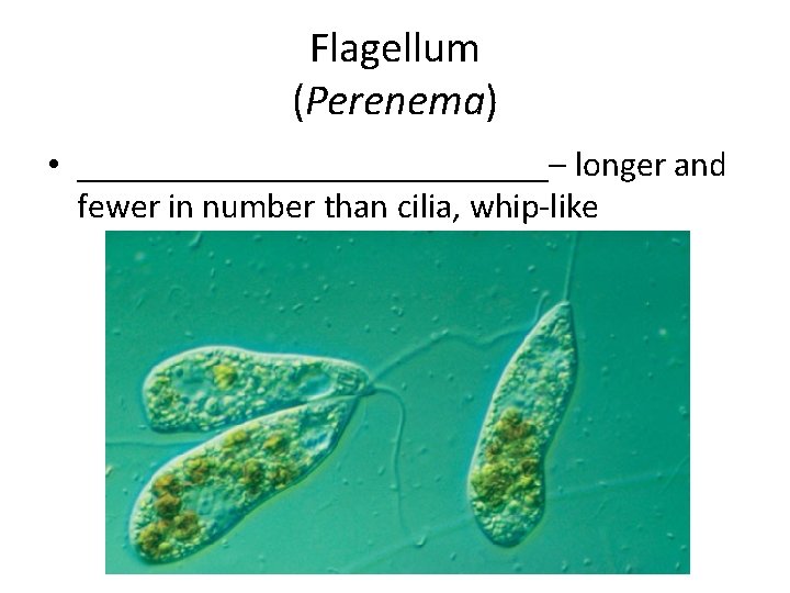 Flagellum (Perenema) • ______________– longer and fewer in number than cilia, whip-like 