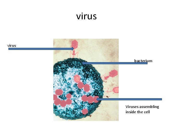 virus bacterium Viruses assembling inside the cell 