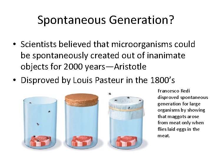 Spontaneous Generation? • Scientists believed that microorganisms could be spontaneously created out of inanimate
