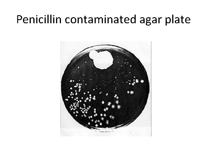 Penicillin contaminated agar plate 