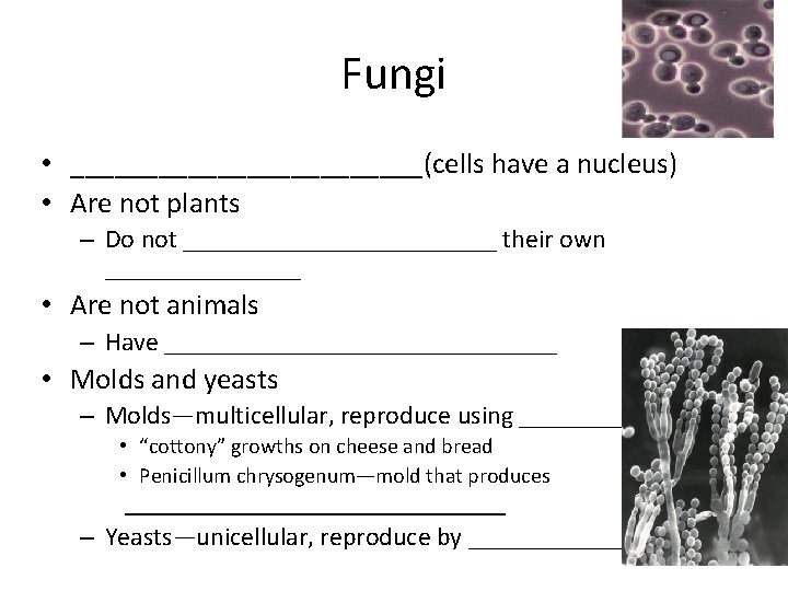 Fungi • ____________(cells have a nucleus) • Are not plants – Do not ____________